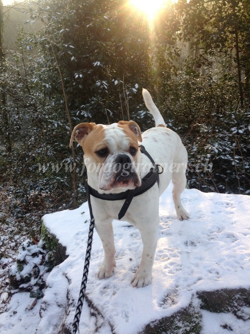 Leder Zuggeschirr bulldogge Schweiz