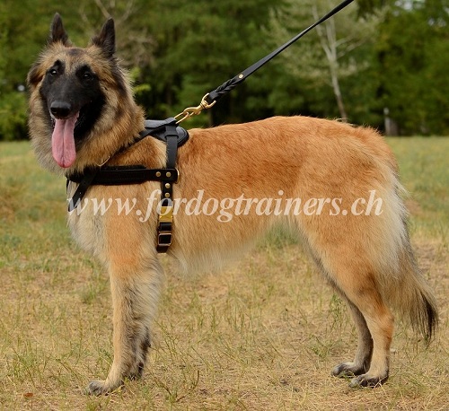 geschirr Leder fr belgischen Schferhund Schweiz