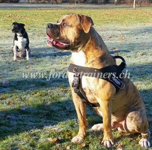 Hundesportgeschirr amerikanische bulldogge Schweiz