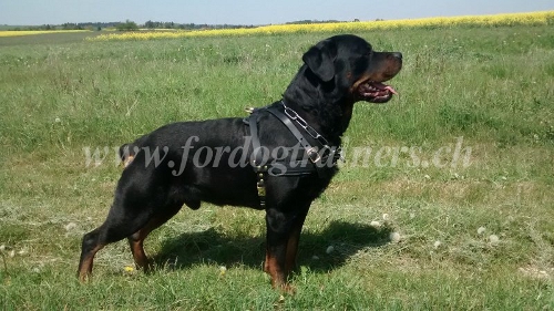 Leder Zuggeschirr Rottweiler genf