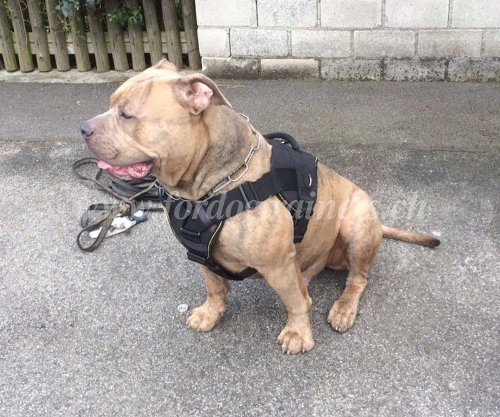 zughalsband pitbull online hundeshop schweiz