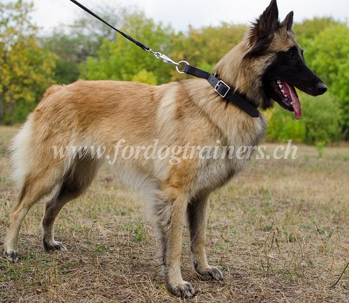 halsband leder Tervueren bern