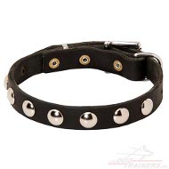 Collier magnifique pour chien Collier en cuir extraordinaire avec rivets décoratifs pour chien