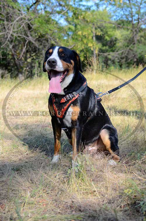 Dauernhaftes Hundegeschirr aus Leder H1 FL