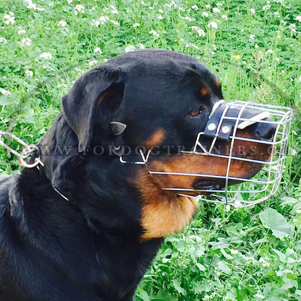 Metallmaulkorb fr Rottweiler "Perfekte Freiheit" - zum Schließen ins Bild klicken